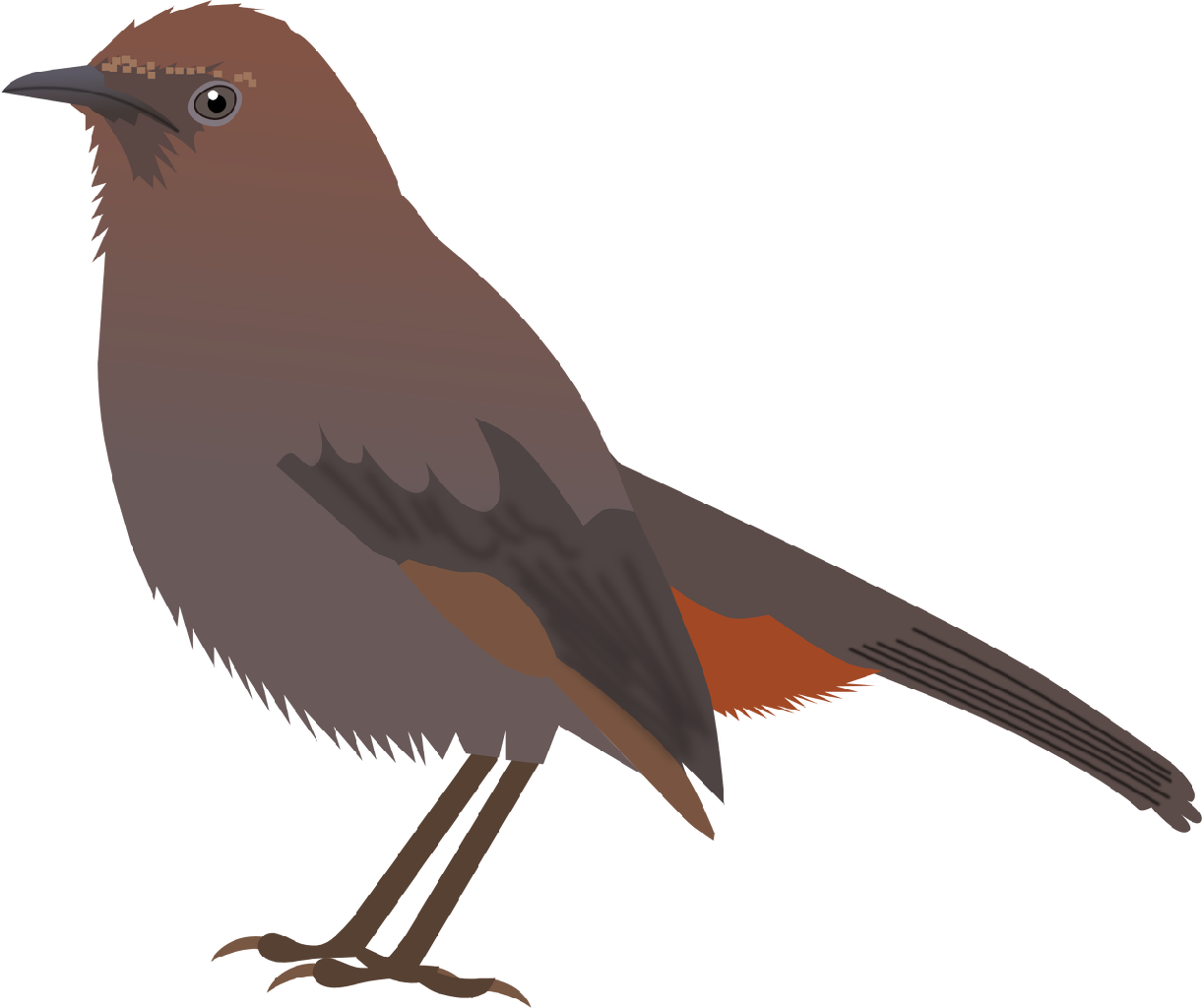 india clipart bird