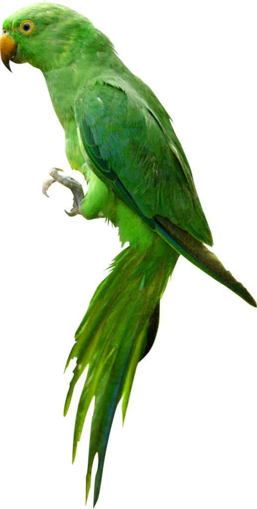 indian clipart parrot