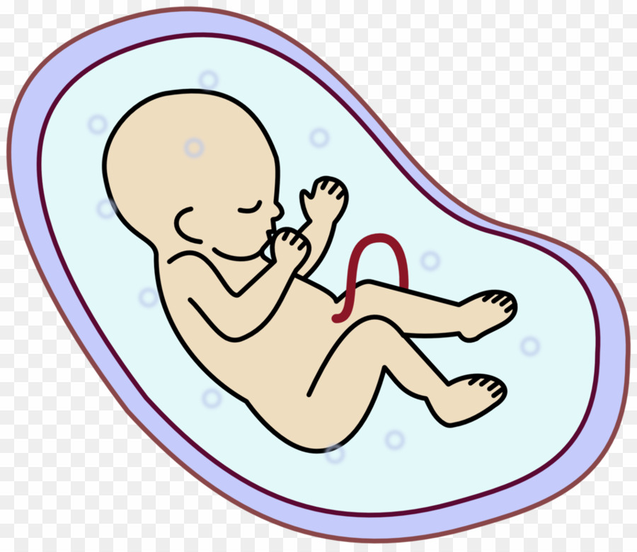 infant clipart baby fetus