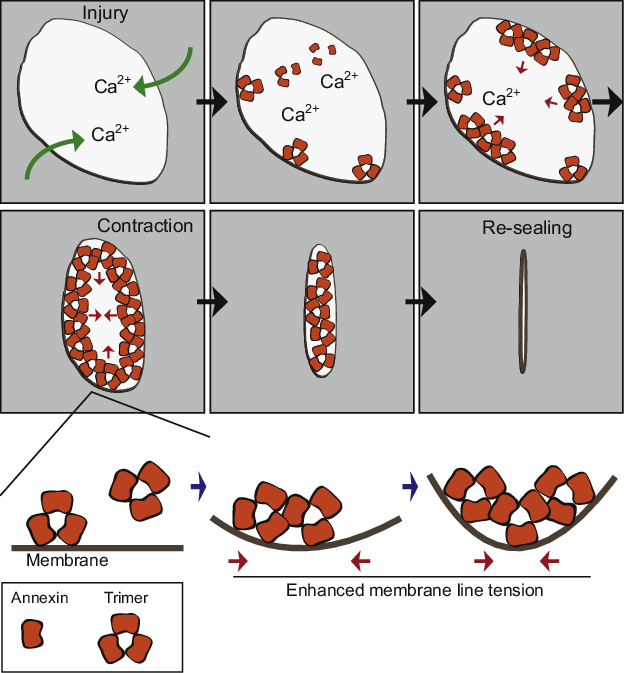 injury clipart wound healing