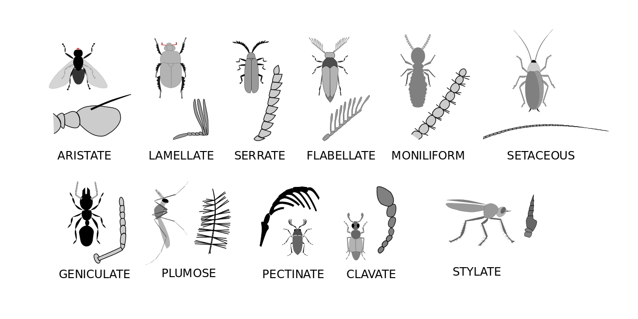 Insect clipart 3 body part 6 leg. Antenna types google search
