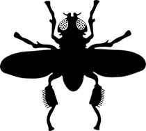 Insect clipart. Free clip art pictures