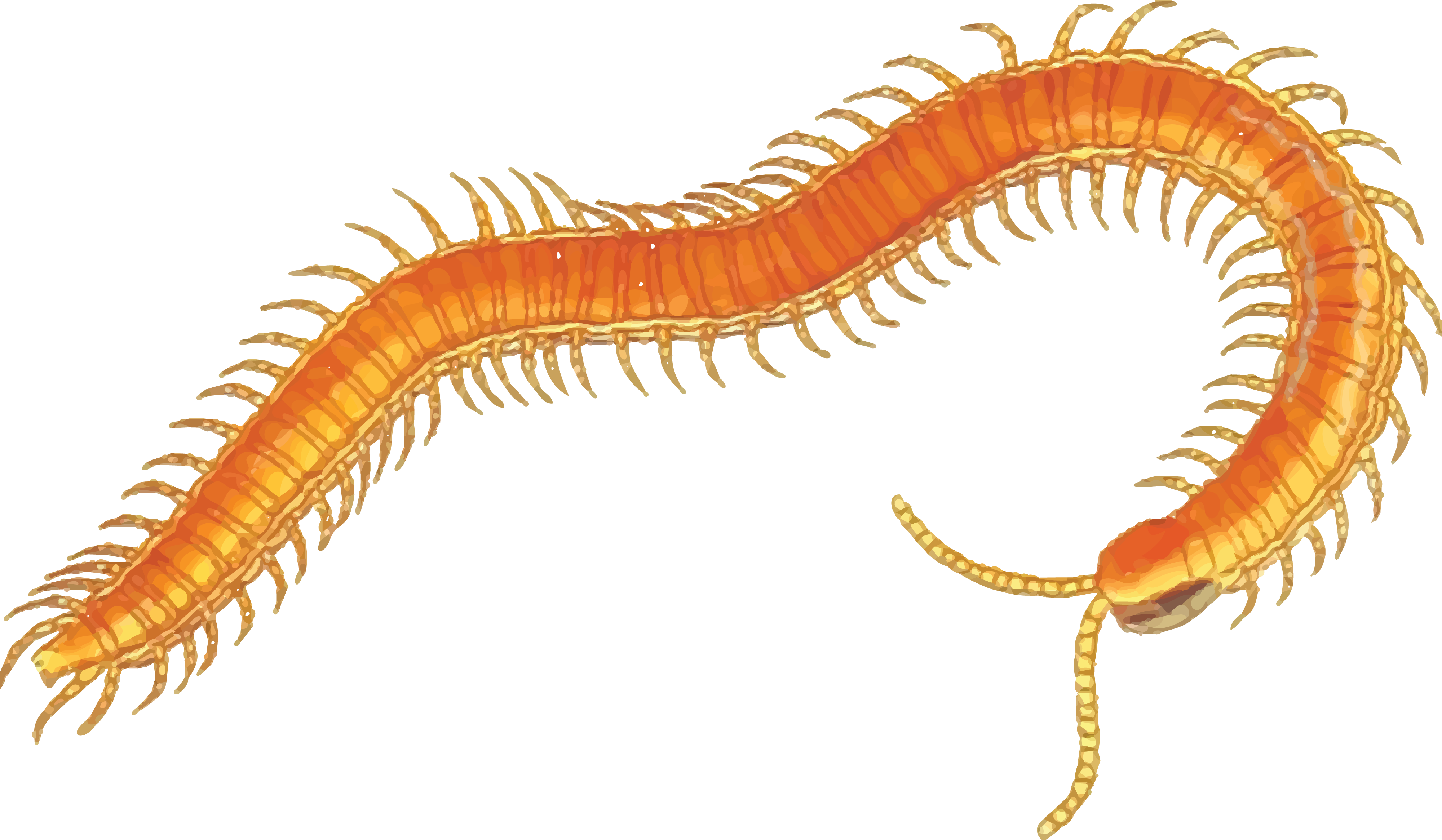 insects clipart centipede