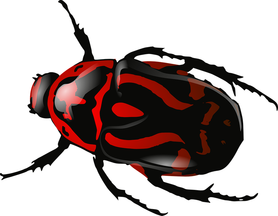 Bug red beelte pencil. Worm clipart centipede