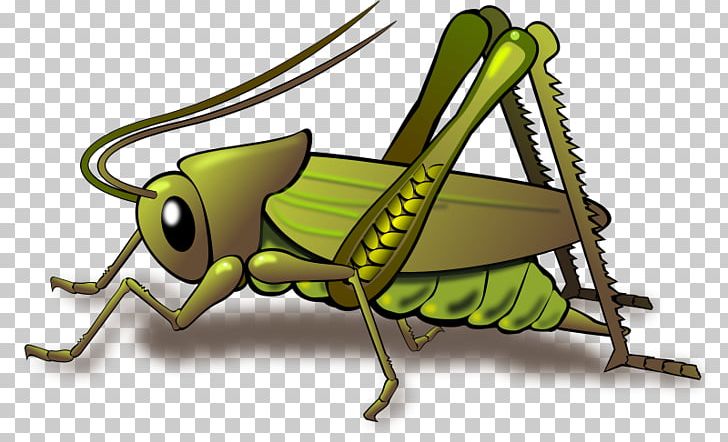 insects clipart insect grasshopper