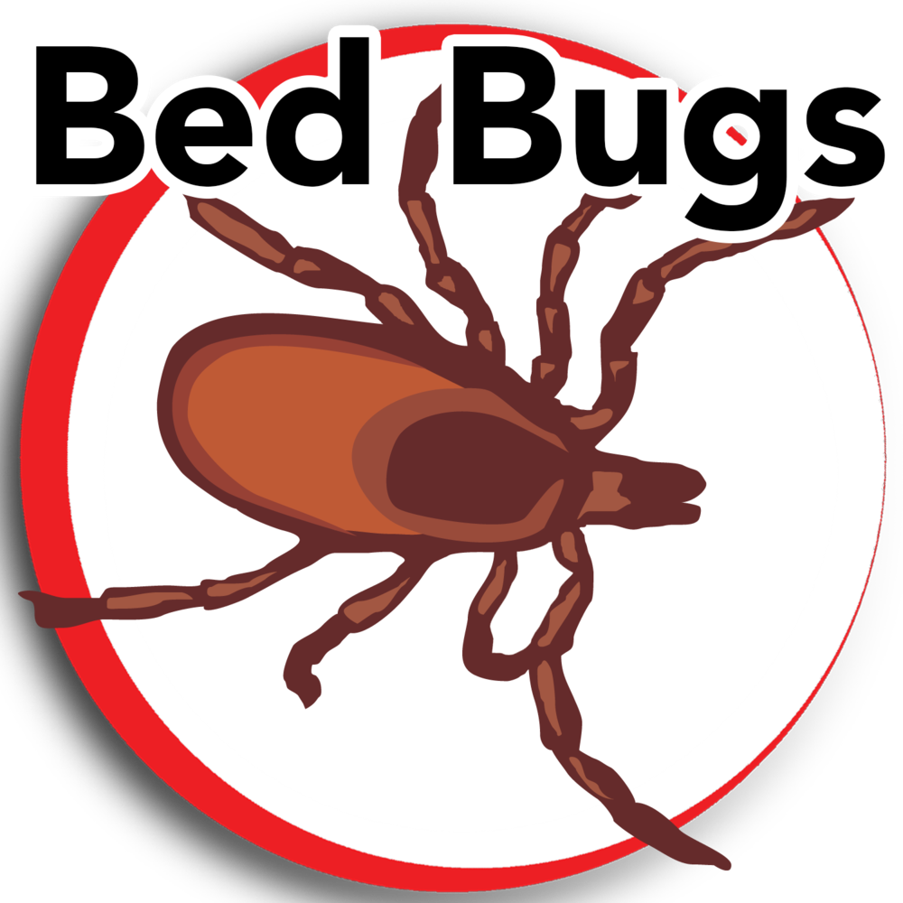 insect clipart bed bug