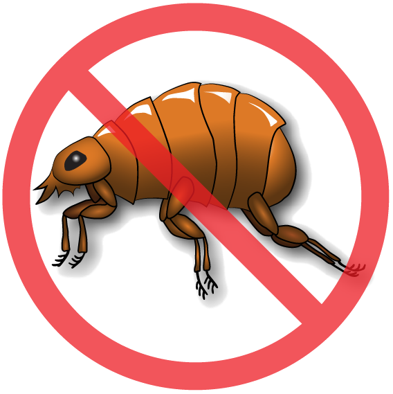 insect clipart beneficial insect