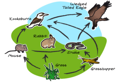 Factors ecology . Insects clipart biotic
