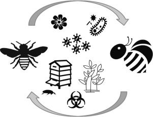 Insects clipart biotic. Abiotic and factors affecting