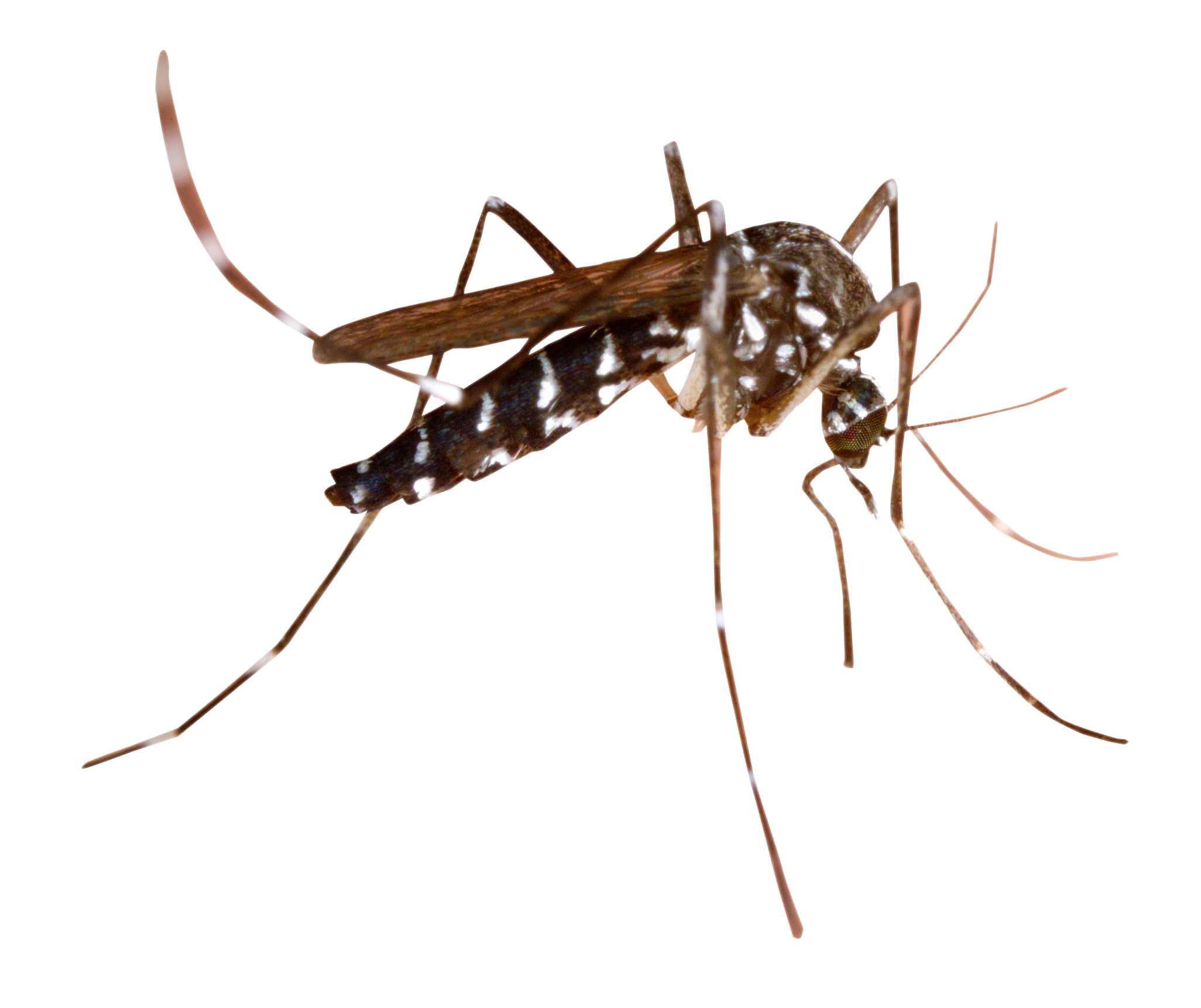 mosquito clipart invertebrate