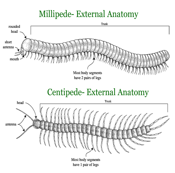 Worm clipart centipede. What is the difference