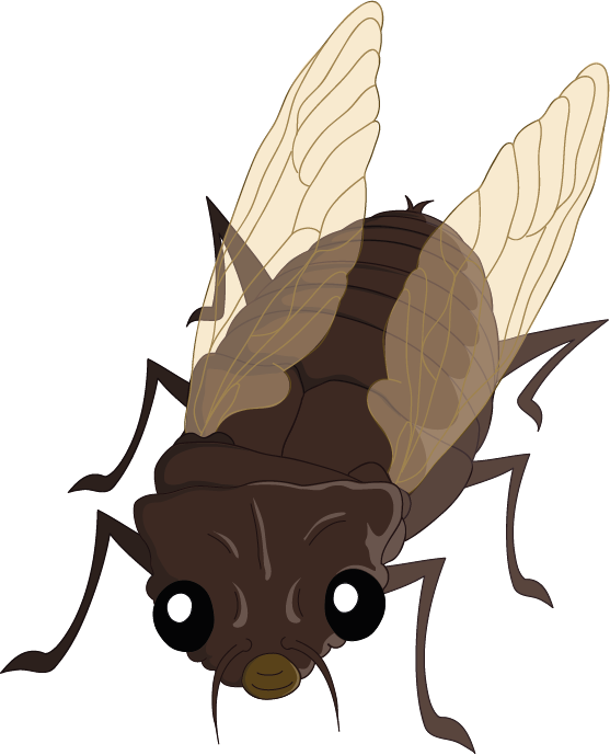 insects clipart cicada