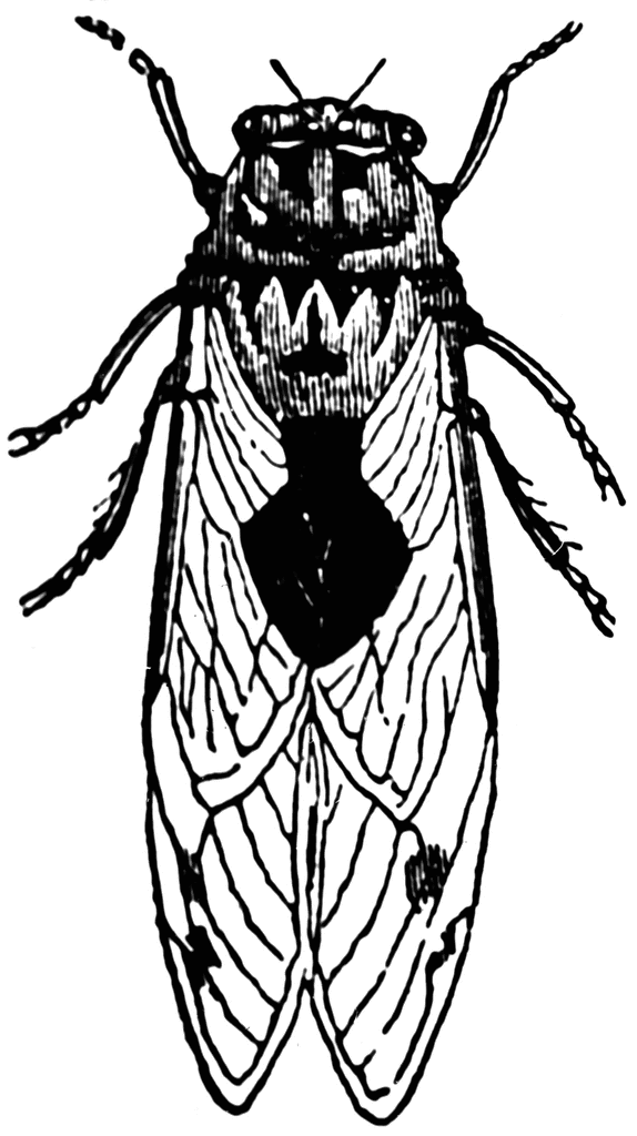 Insects clipart cicada. Etc 