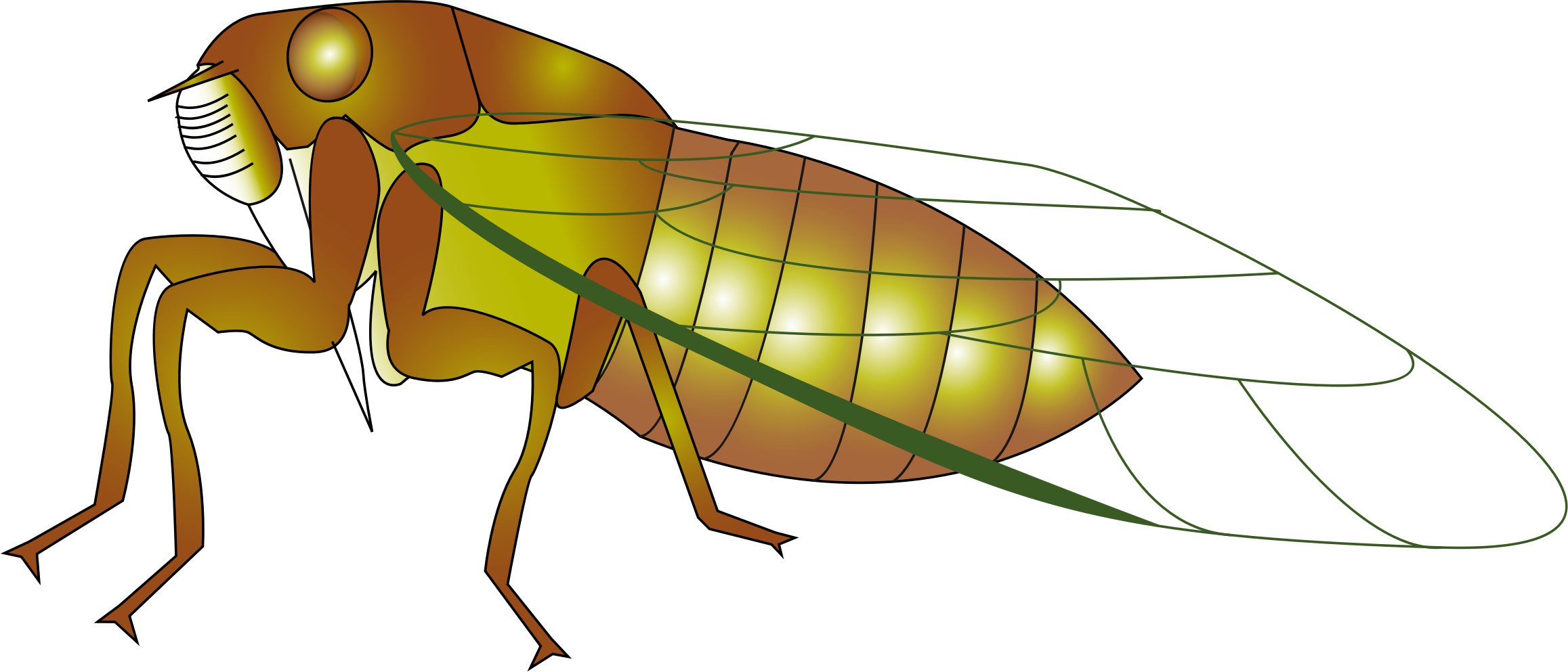 insect clipart cicada