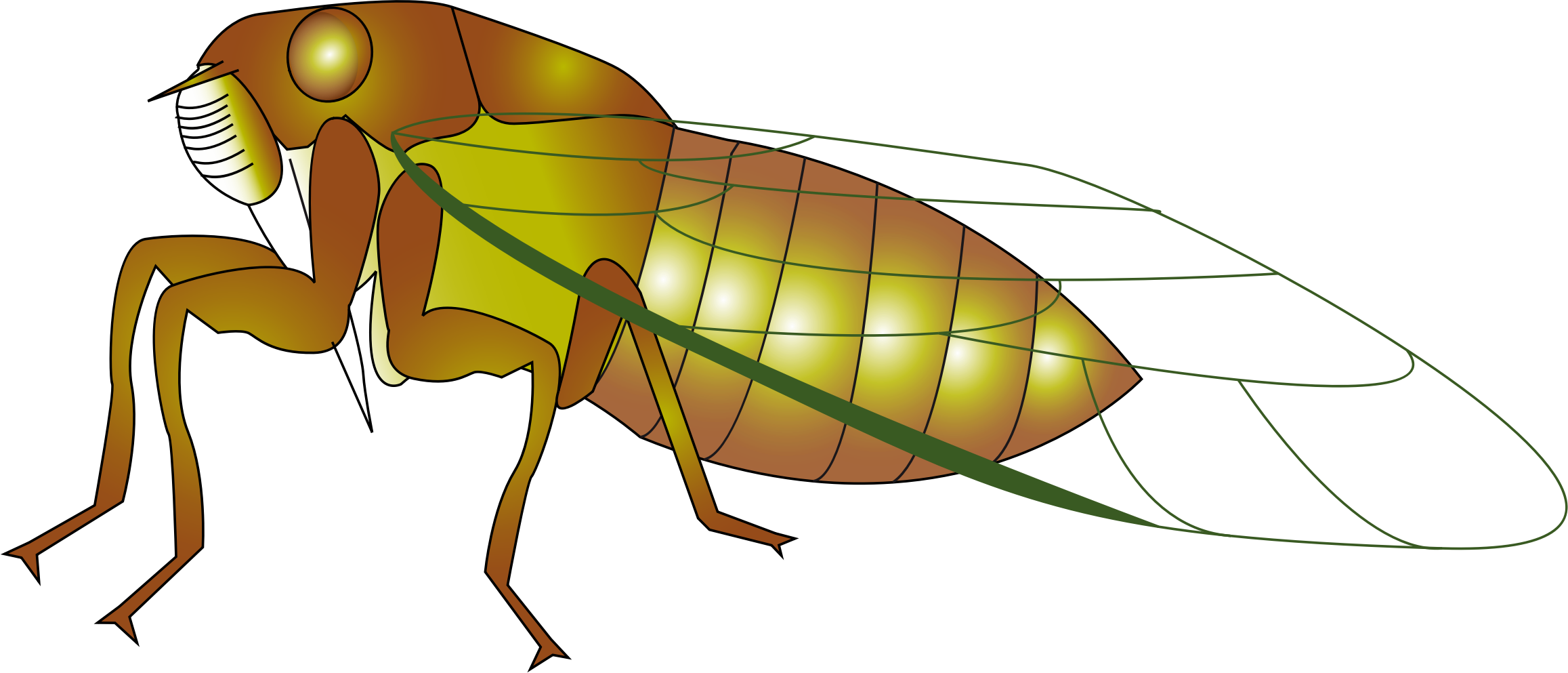 insects clipart cicada