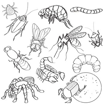 insects clipart creepy bug