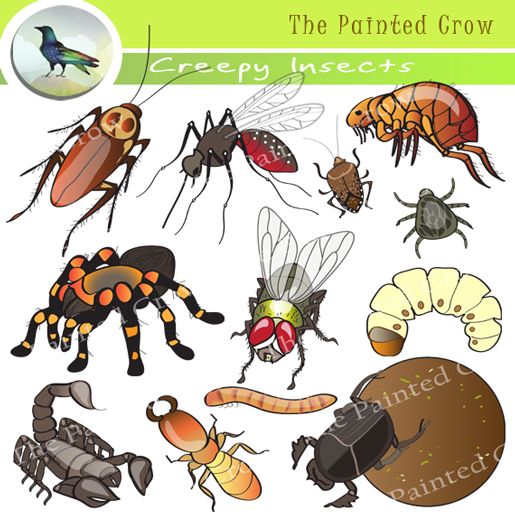 insect clipart creepy bug