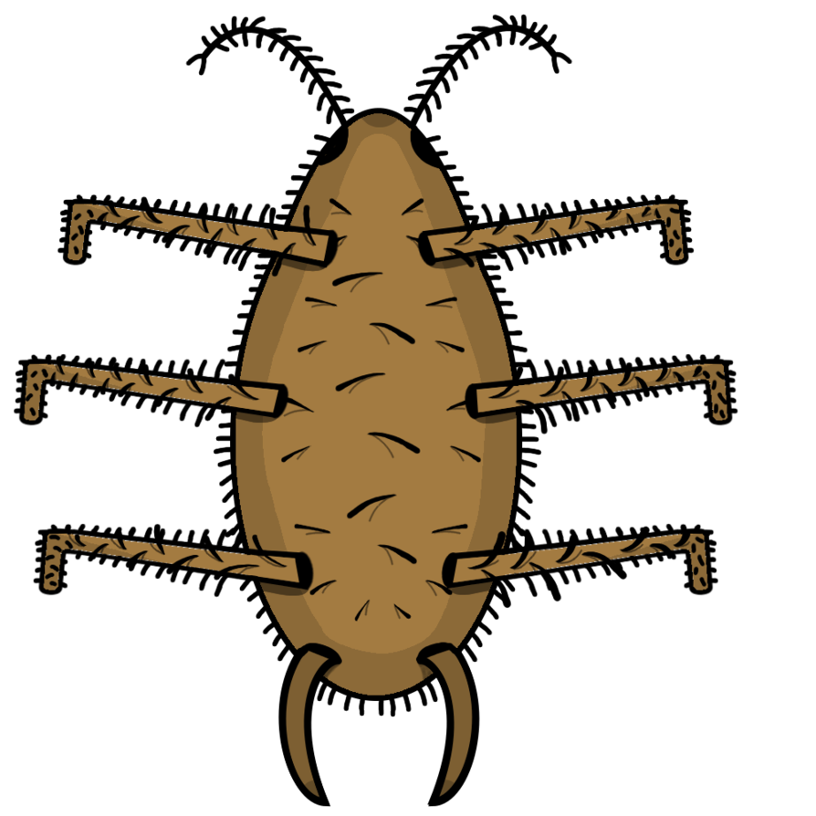 Louse by matiseli on. Insect clipart darkling beetle