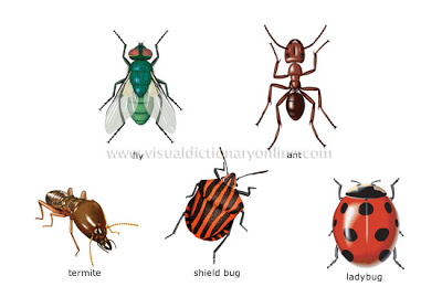insect clipart desert insect
