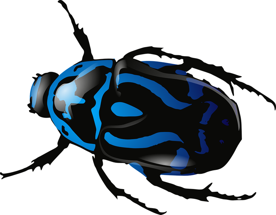 Insect clipart face. Bugs blue bug frames