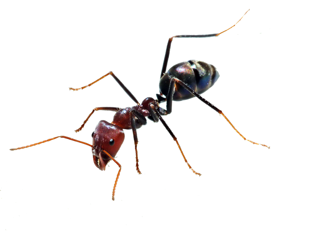 insects clipart brown ant