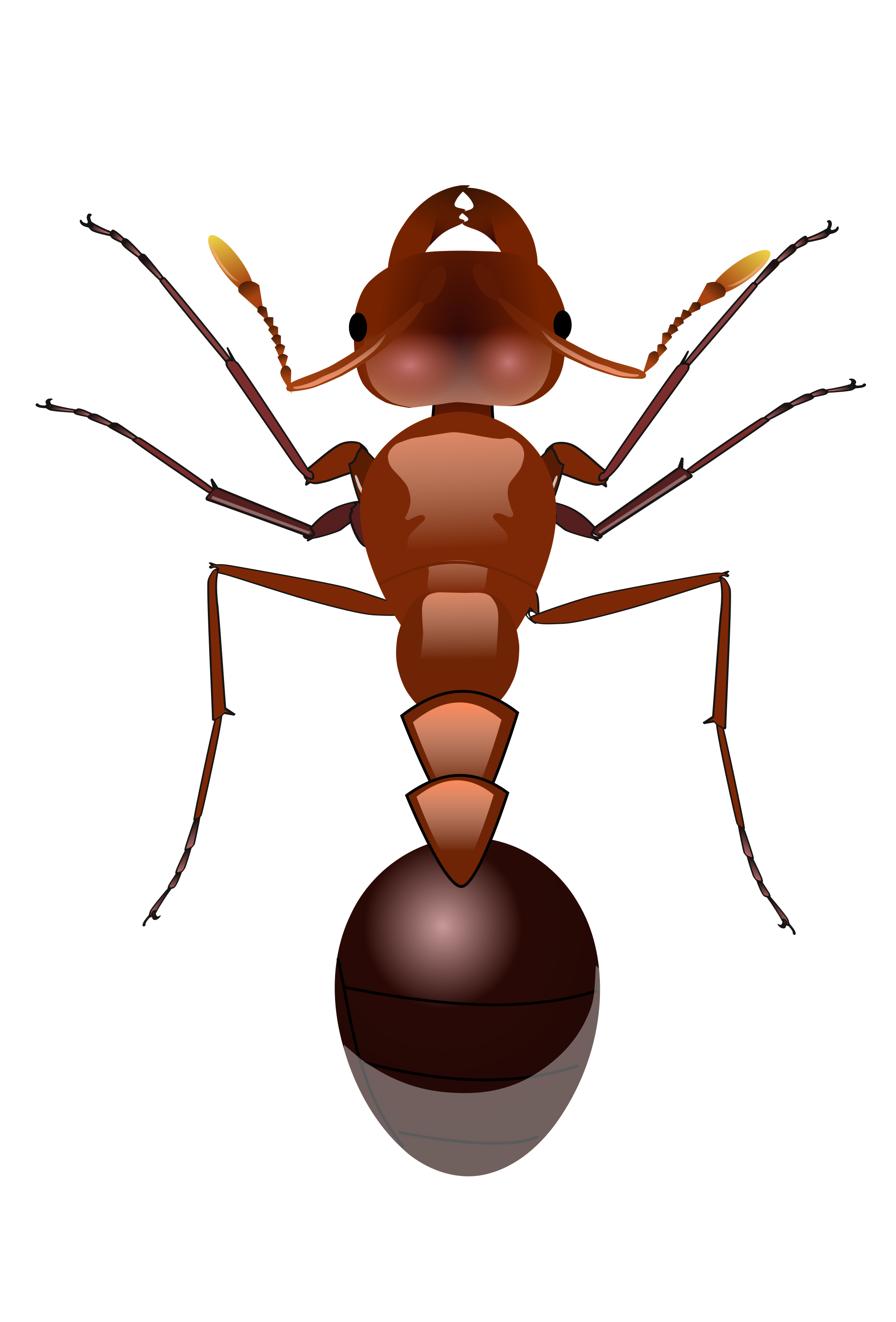 Insects clipart fire ant. Ants png images free