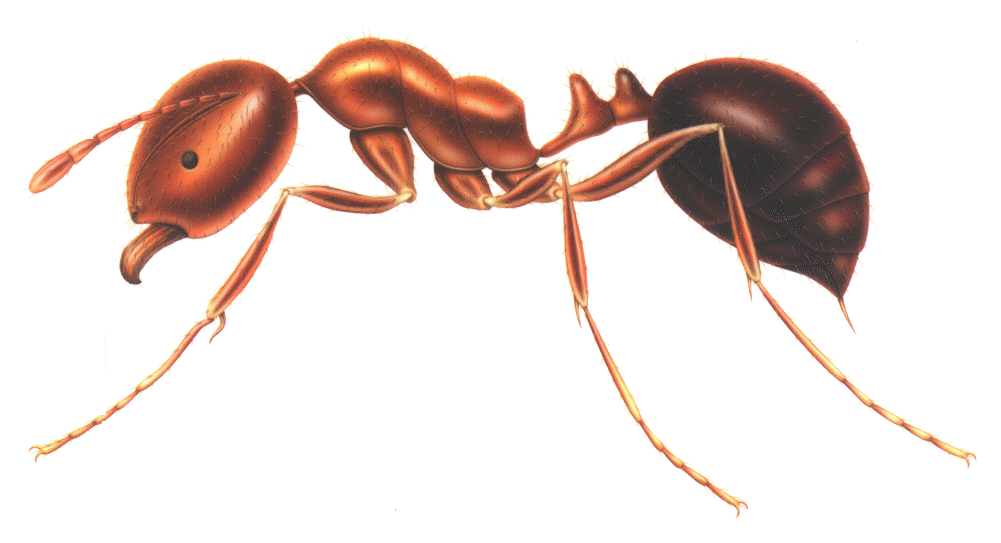 insect clipart fire ant