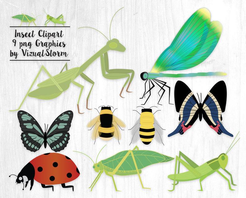 insect clipart garden insect