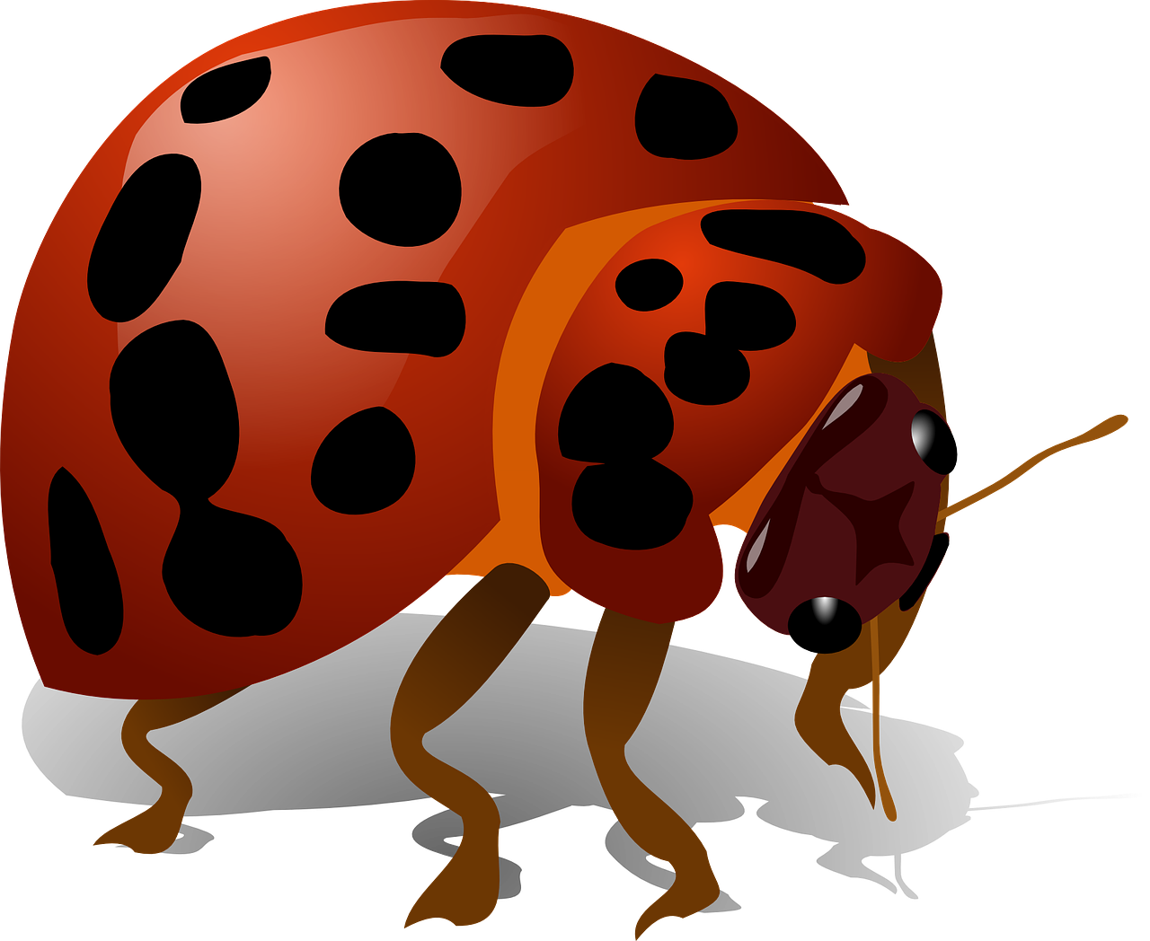 Ladybug bug red ladybird. Insect clipart group insect