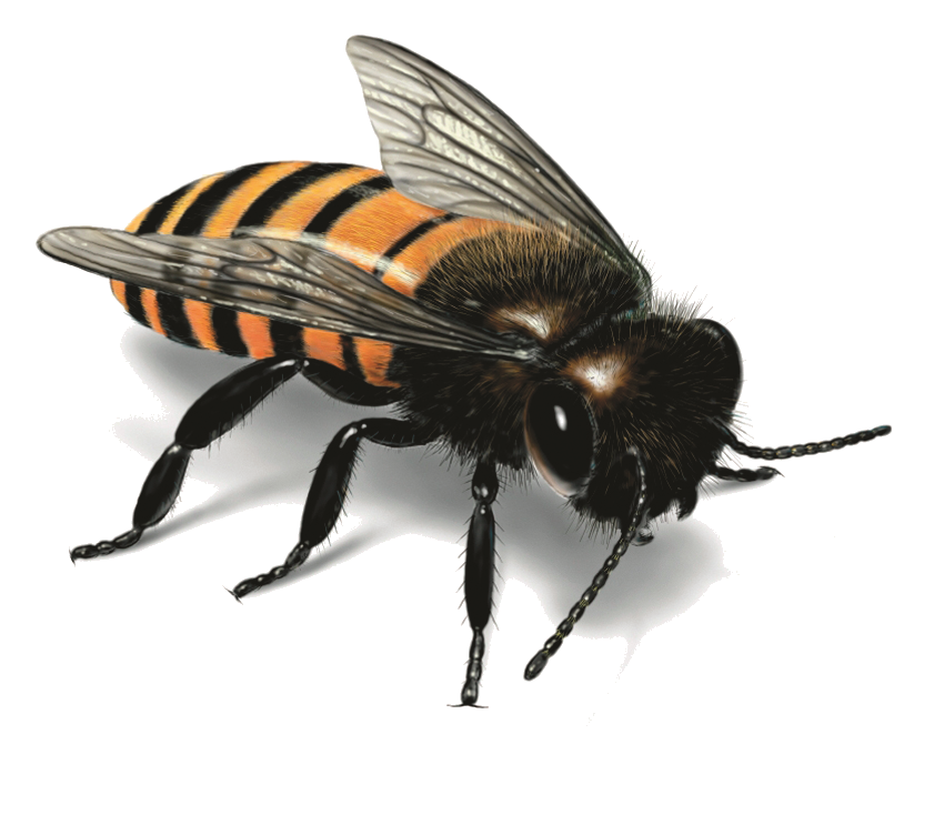 Insect clipart house flies. Bee png images free
