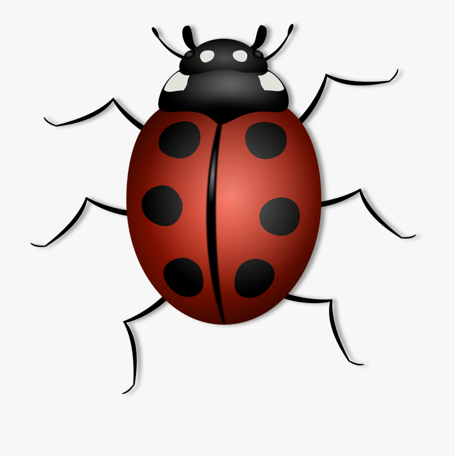 Insect clipart insect leg. Lady bug clip art