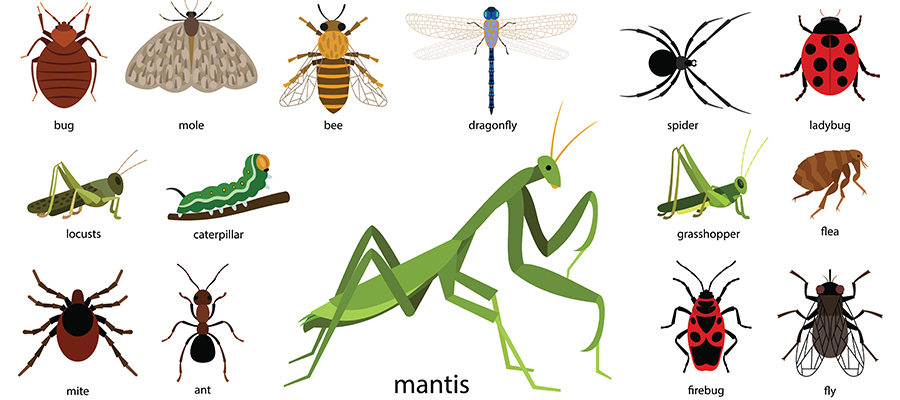 insects clipart macroinvertebrate