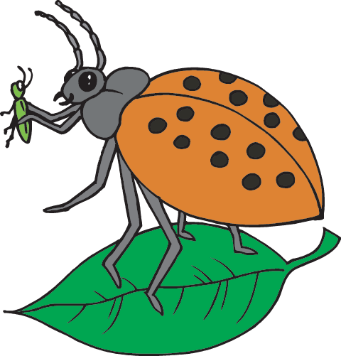 insect clipart invertebrate animal