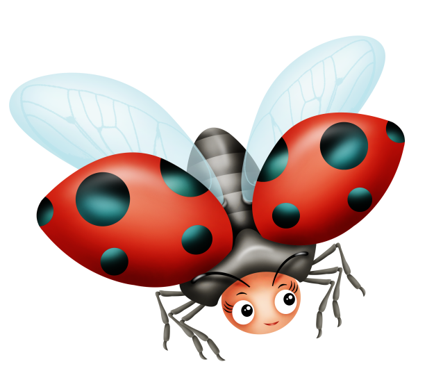 insect clipart ladybug wing
