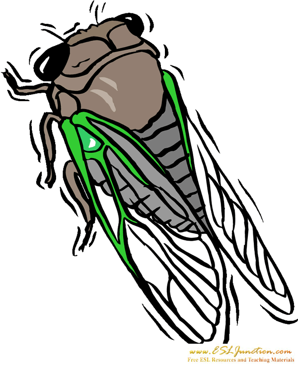 Cicada bug free. Insect clipart line art