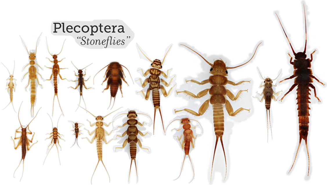 insect clipart macroinvertebrate