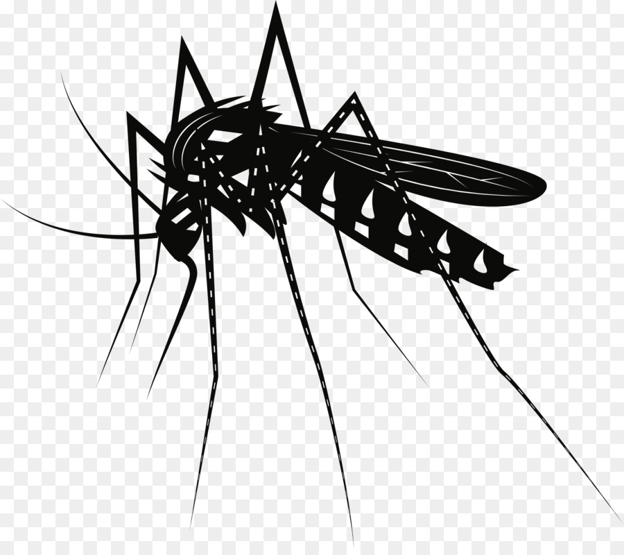 Mosquito clipart misquito. Cartoon illustration wing line