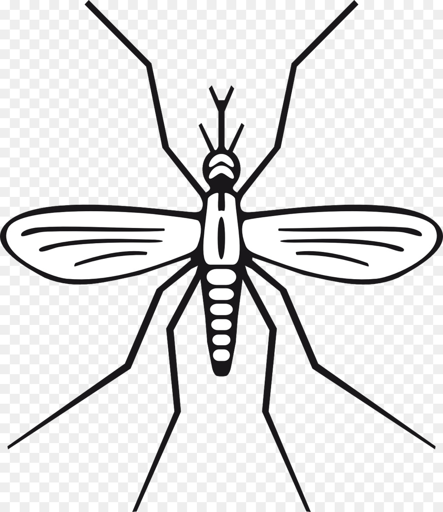 insect clipart misquito