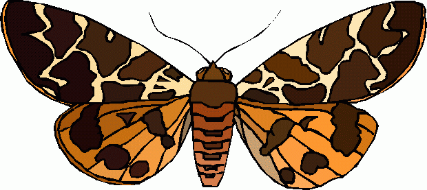 moth clipart clip art