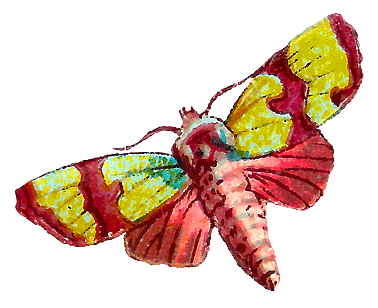 insect clipart moth