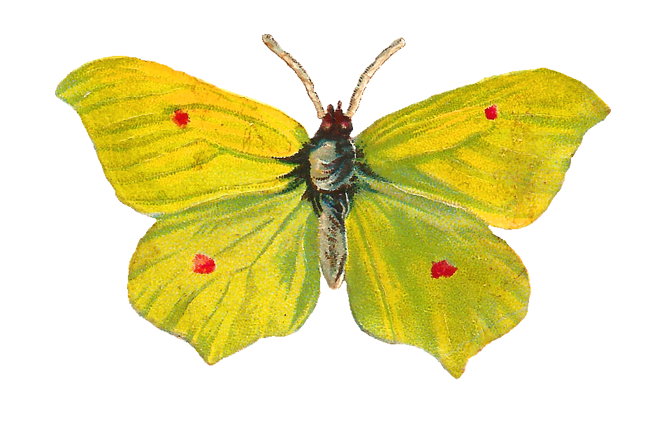 insects clipart moth
