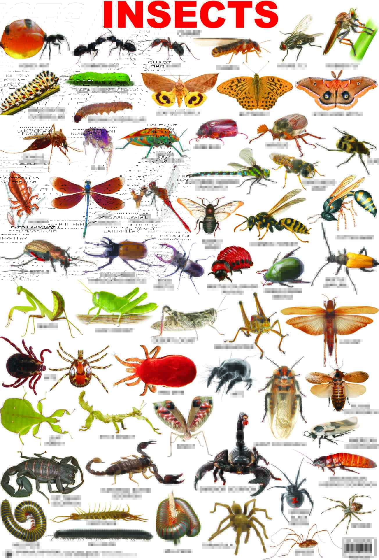 insect clipart name