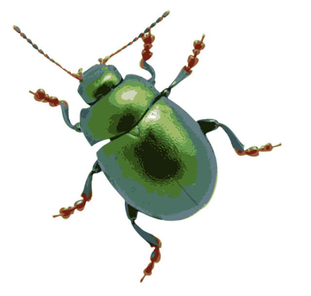 insect clipart scarab beetle