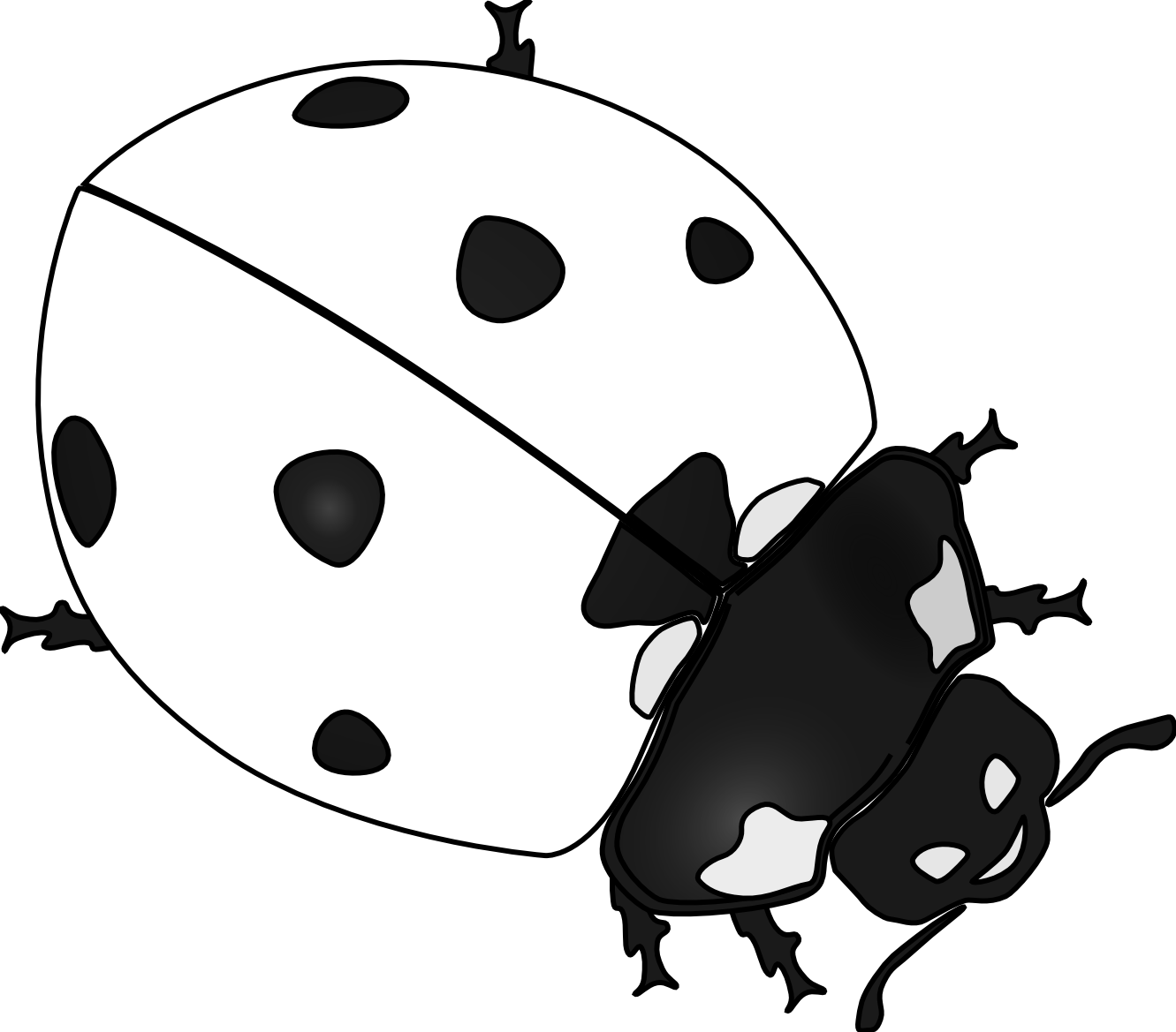 Insect black and white. Ladybug clipart sketch