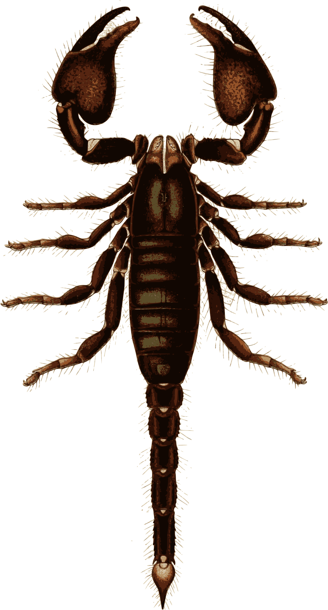 insect clipart scorpion