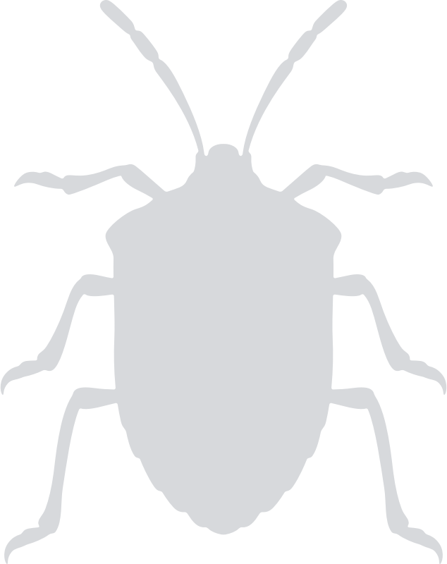 insects clipart stink bug