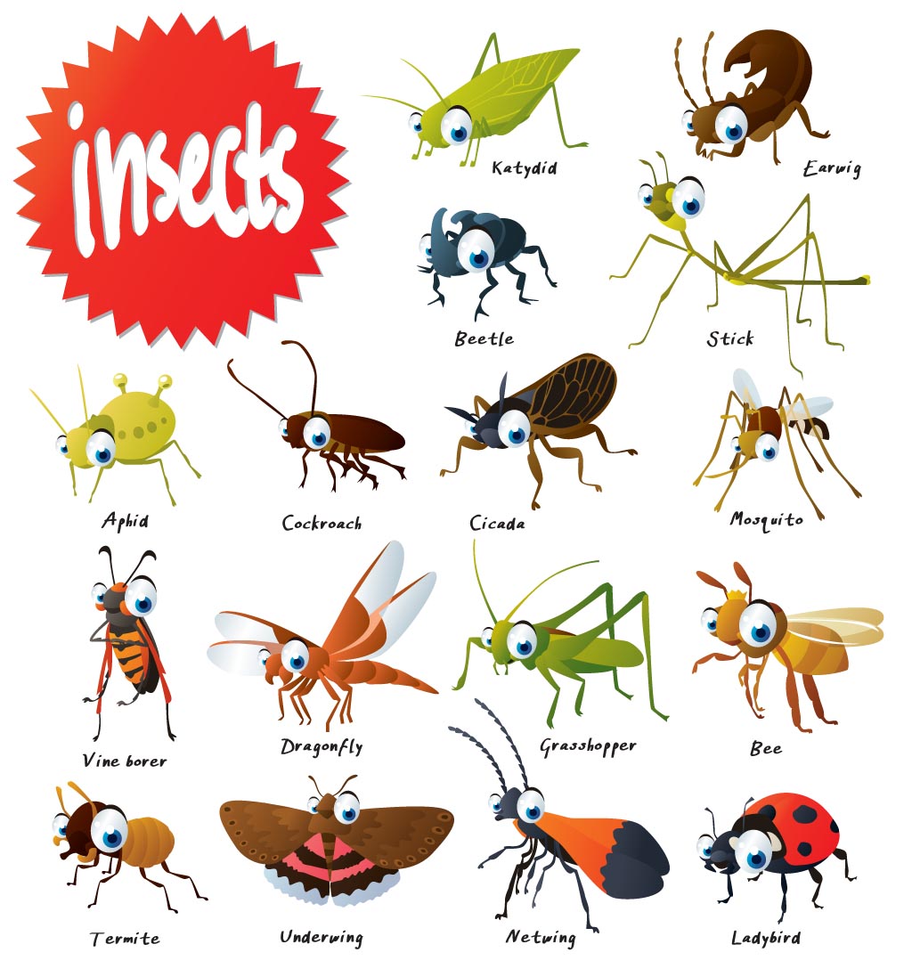 insect clipart underground