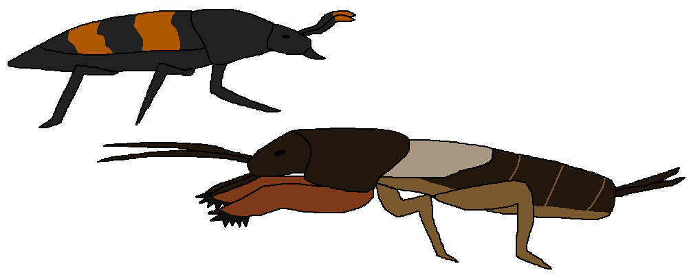 insects clipart underground