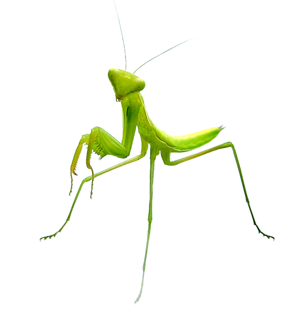 insect clipart walking stick