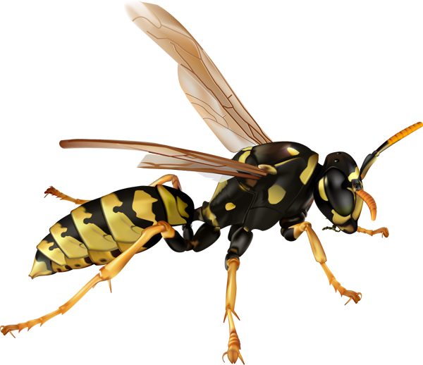 insects clipart hornet